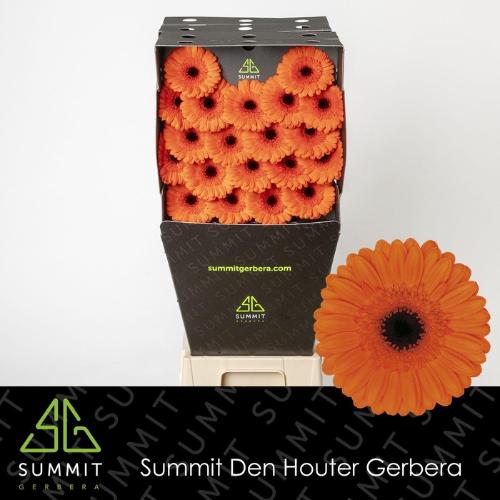 Gerbera mini 'Caramba'