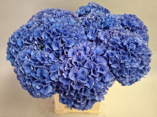 Hydrangea macrophylla Royal Parade
