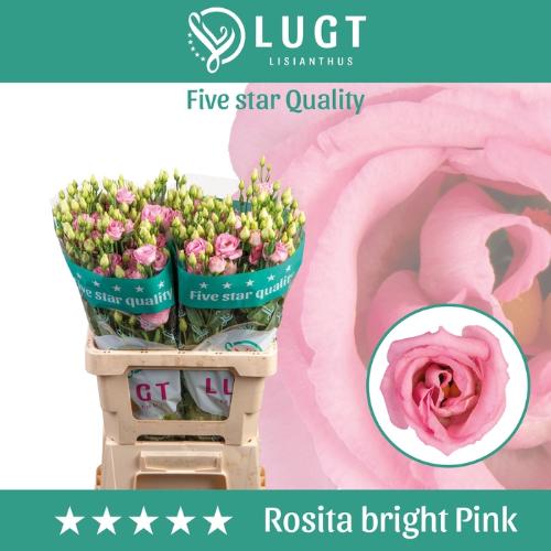 Eustoma russellianum gevuldbloemig 'Rosita Bright Pink'