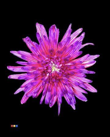 Chrysanthemum (Indicum Grp) geplozen Topspin kleurbehandeld H%