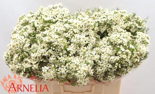 Chamelaucium uncinatum 'Ofir'