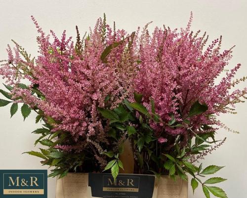 Astilbe Arendsii Grp 'Erika'