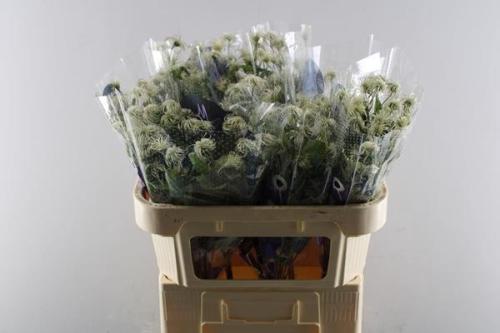 Clematis (Diversifolia Grp) Amazing Kibo (zaadpluis)