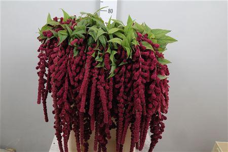 Amaranthus caudatus 'Rosary'