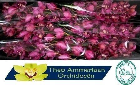 Cymbidium grootbloemig per tak 'Red Dream'