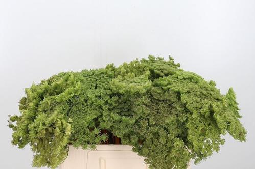 Ammi visnaga 'Green Mist'