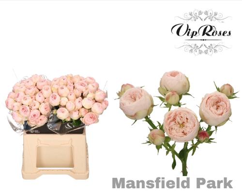 Rosa tros Mansfield Park