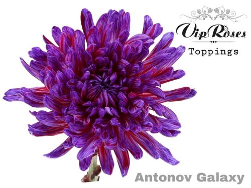 Chrysanthemum (Indicum Grp) geplozen Antonov kleurbehandeld H%