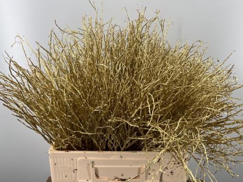 Vaccinium kleurbehandeld H%