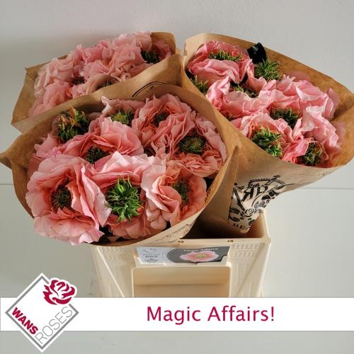 Rosa grootbloemig Magic Affairs!