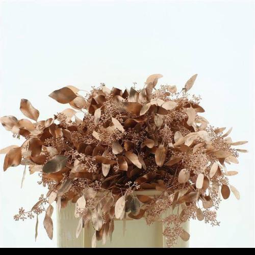 Eucalyptus polyanthemos (fruit) kleurbehandeld per bos H%