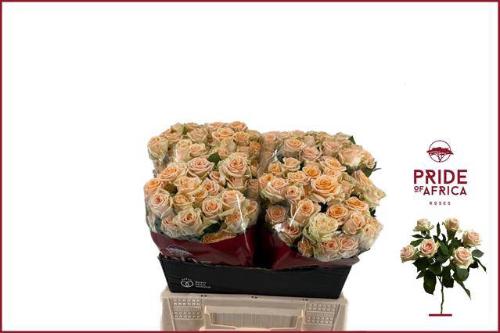 Rosa tros Trinity