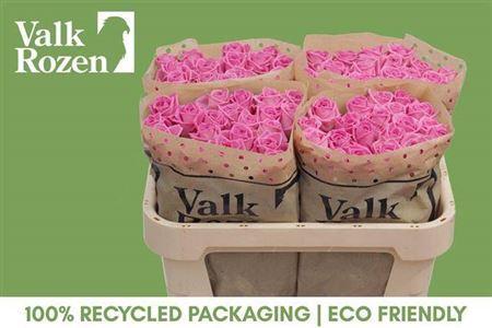 Rosa grootbloemig Aqua!