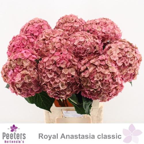 Hydrangea macrophylla Royal Anastasia (classic)