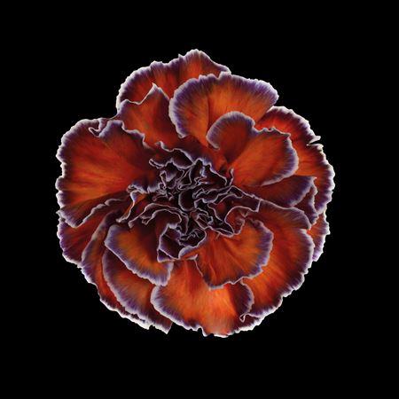Dianthus standaard kleurbehandeld H%