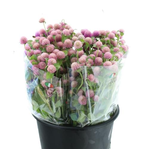 Gomphrena globosa overig