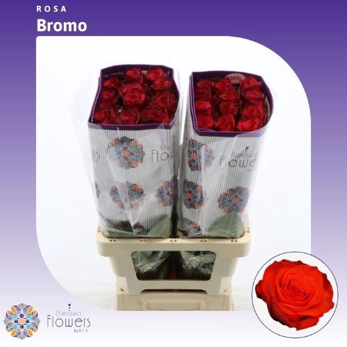 Rosa grootbloemig Bromo