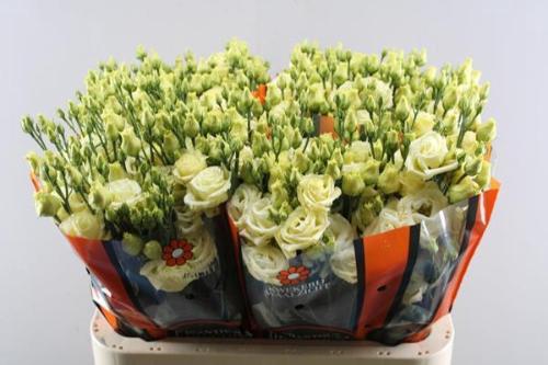 Eustoma russellianum gevuldbloemig 'Rosita Yellow'