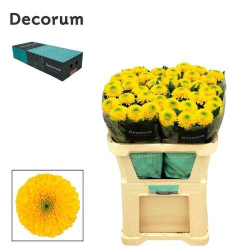Chrysanthemum (Indicum Grp) geplozen Brasiliana