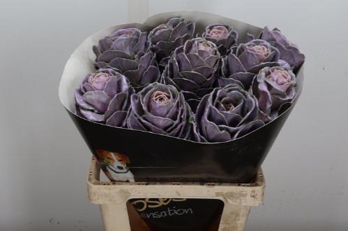Brassica oleracea kleurbehandeld H%