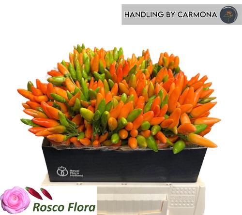 Capsicum annuum per tak 'Orange Fire' (peper)