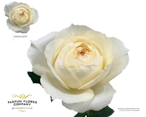 Rosa grootbloemig overig