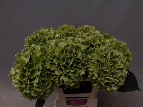 Hydrangea macrophylla 'Verena' (classic)