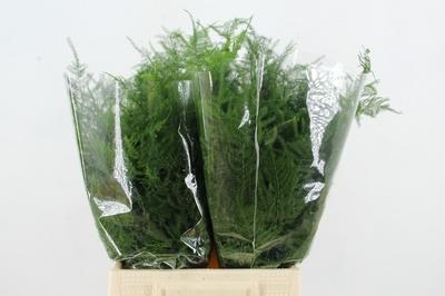 Asparagus setaceus overig