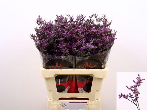 Limonium Safora Dark Blue