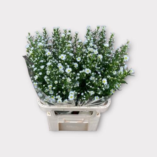 Aster Monte Casino Improved