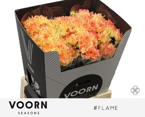 Rosa tros #Flame