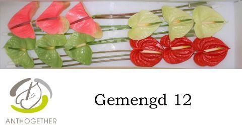 Anthurium Andreanum Grp gemengd 4 kleuren