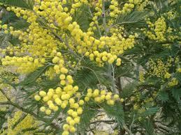 Acacia baileyana bloeiend per bos 'Purpurea'Dealbata Grp