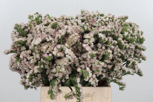 Limonium sinuatum Apricot Sun Birds