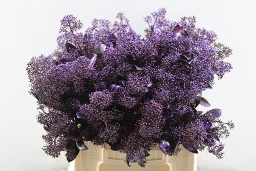 Skimmia per bos overig kleurbehandeld H%