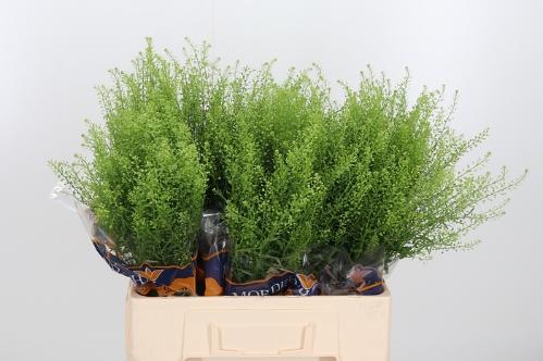 Thlaspi Green Bell