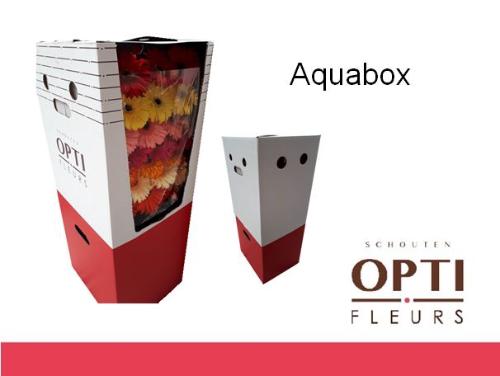 Gerbera grootbloemig gemengd op rij