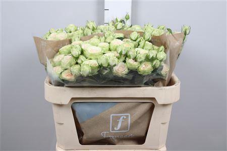 Rosa tros Whitney