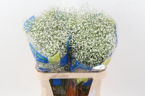 Gypsophila paniculata 'Million Stars'
