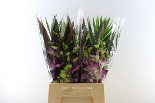 Orchidee