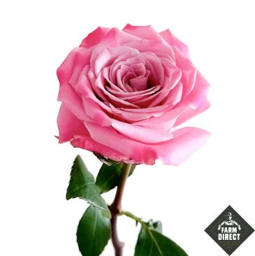 Rosa grootbloemig overig