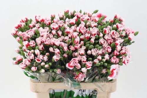 Dianthus tros 'Barphantom'