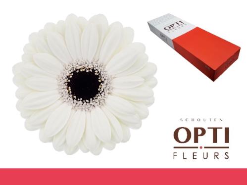 Gerbera mini Olaf