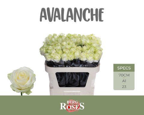 Rosa grootbloemig Avalanche+
