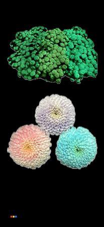 Chrysanthemum Indicum Grp tros santini kleurbehandeld H%