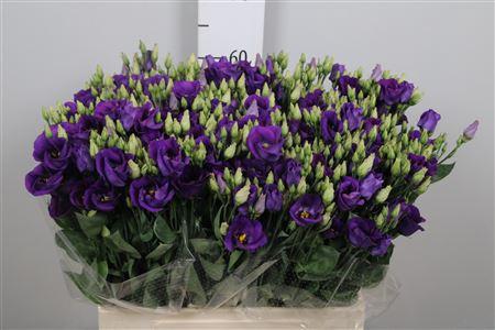 Eustoma russellianum enkelbloemig 'Piccolo Violet'