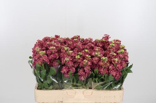 Matthiola incana 'Impala Terra'