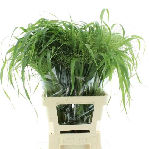 Panicum 'Fountain'