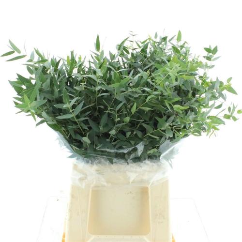 Eucalyptus per bos parvifolia