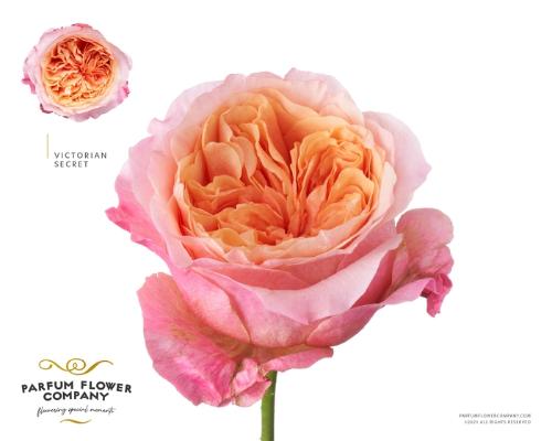 Rosa grootbloemig Victorian Secret@